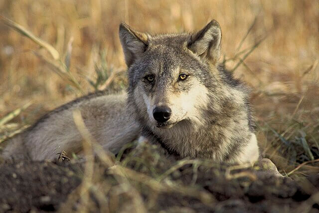 Gray wolf sitting in an open meadow in western United States