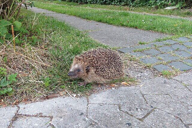Wild hedgehog near roadside vegetation