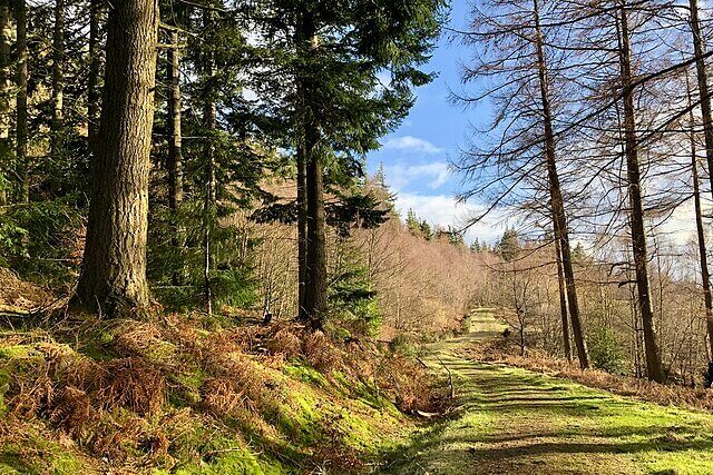 Ancient British woodland with moss-covered trees and dappled sunlight