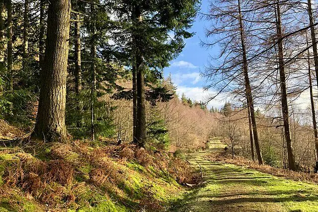 Ancient British woodland with moss-covered trees and dappled sunlight
