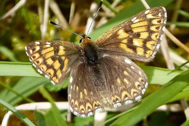 Duke of Burgundy butterfly in restored grassland habitat in Wiltshire