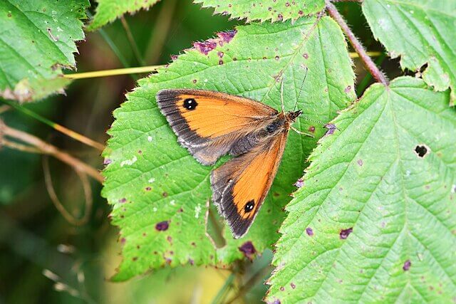 Gatekeeper butterfly in its natural scrub edge environment