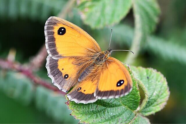 Close-up of a gatekeeper butterfly with orange and brown wings
