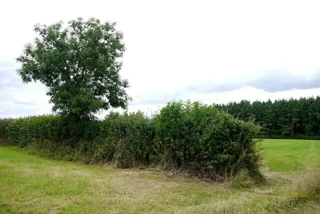 Traditional UK countryside hedgerow with dense green shrubs forming a natural wildlife habitat