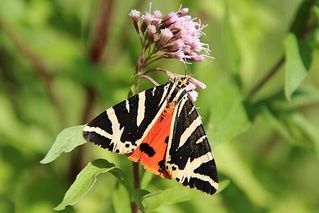 Jersey tiger moth showing black and cream striped forewings with bright red hindwings in a UK garden setting