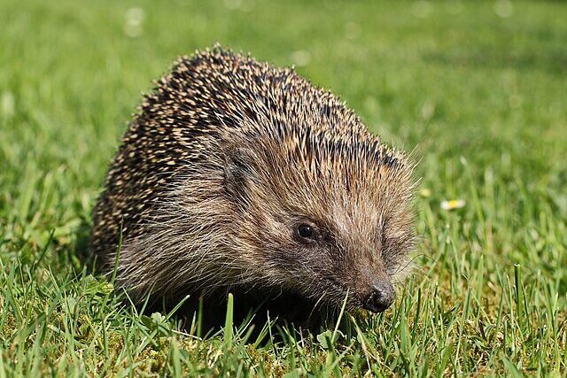 Small hedgehog surrounded by leaves and greenery