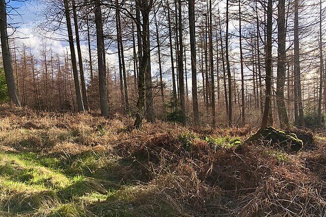 Wildlife thriving in dense British woodland