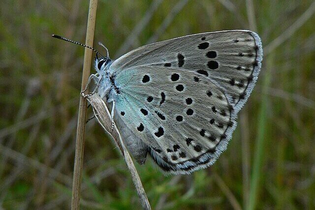 Large blue butterfly resting on wild thyme in Somerset grassland habitat after UK conservation reintroduction