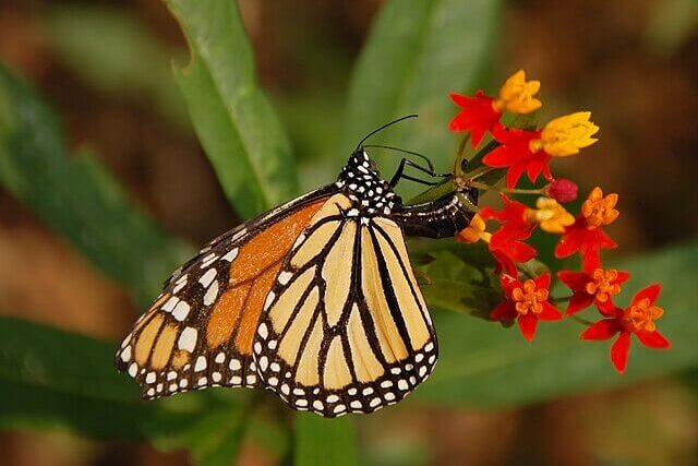 Close-up of a monarch butterfly with orange and black wings resting on a flower