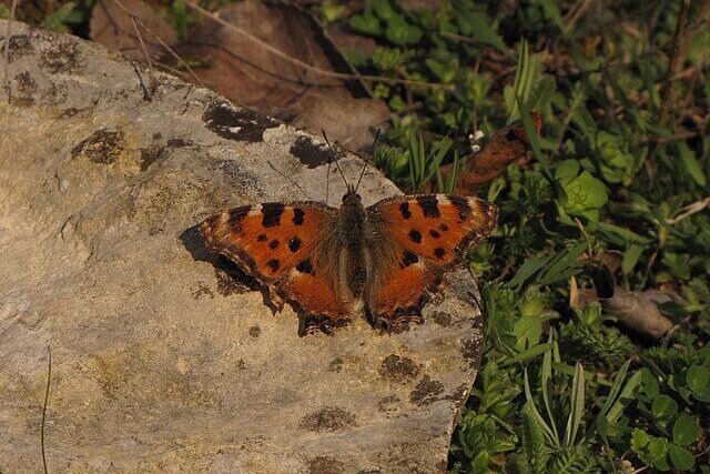 Large tortoiseshell butterfly spotted in southern England woodland
