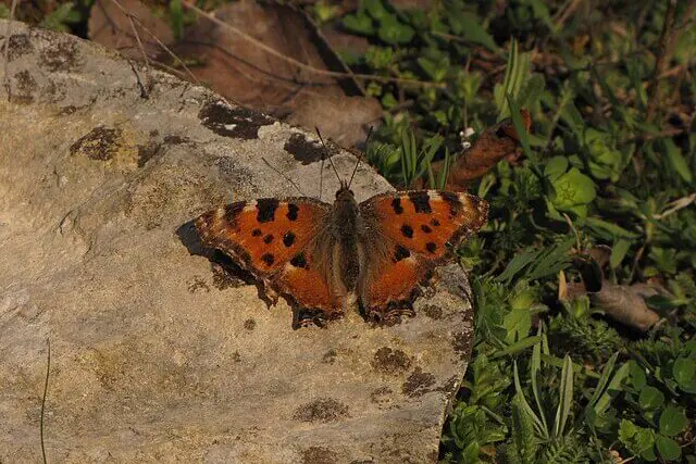 Large tortoiseshell butterfly spotted in southern England woodland