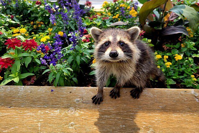 Raccoon entering roof space of residential house in Kassel
