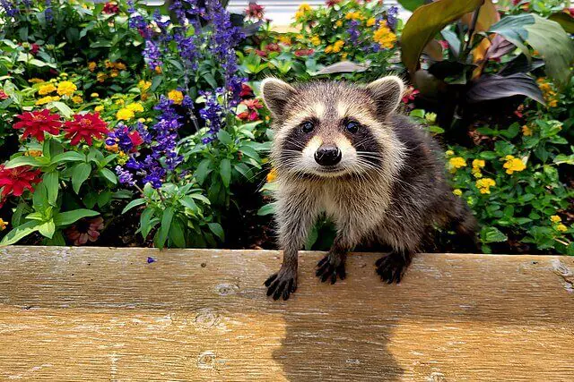 Raccoon entering roof space of residential house in Kassel