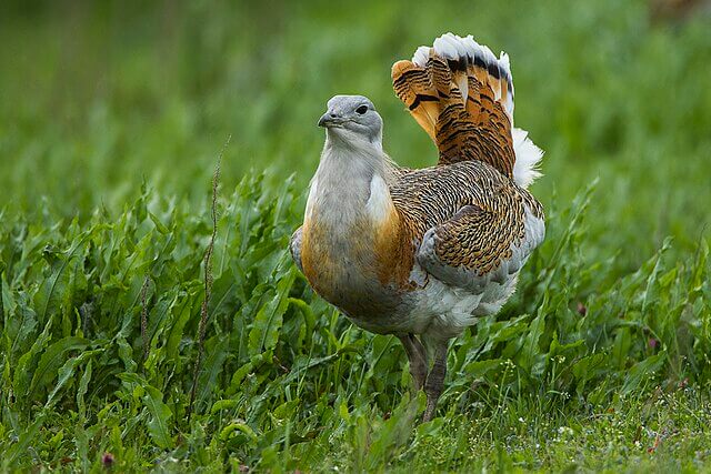 Great Bustard standing in open grassland on Salisbury Plain during UK reintroduction programme
