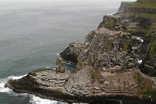 Seabird colony on the coastal cliffs of Rathlin Island