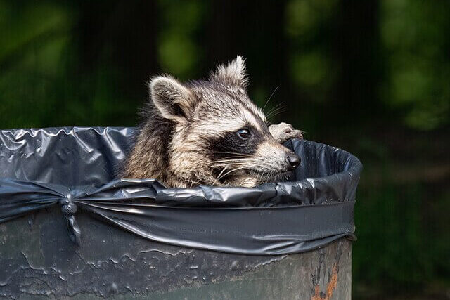 Raccoon scavenging food in rubbish bin in Germany