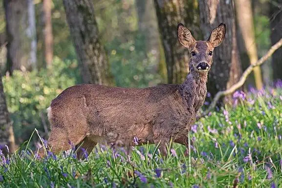 Wild deer standing in a British woodland habitat, highlighting the impact of growing deer populations on forest ecosystems.