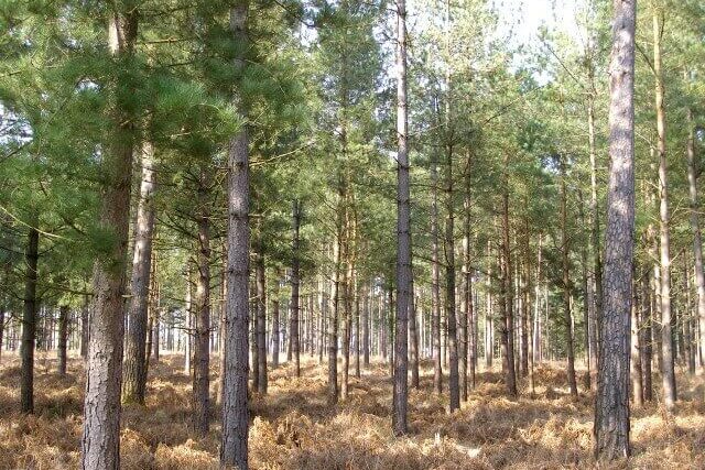 Scots pine forest with tall evergreen trees in a natural woodland landscape