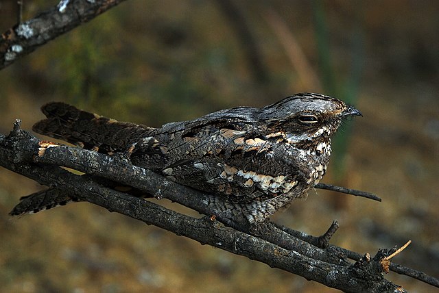 Nightjar conservation success in the South Downs heathland