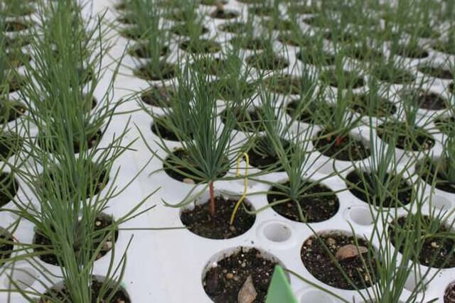 Young pine seedlings growing in a commercial tree nursery