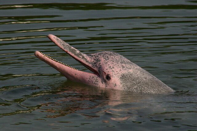 Indo-Pacific humpback dolphin swimming near the ocean surface in coastal waters, showing its distinctive hump-backed shape and pale colouring.