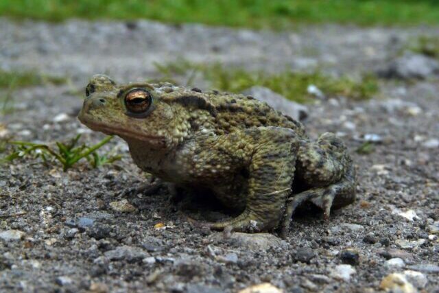 Common toad crossing a rural road at night during seasonal migration to breeding ponds in the UK.