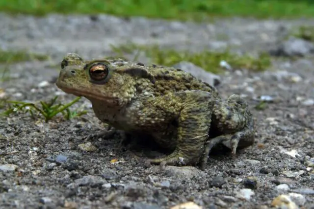 Common toad crossing a rural road at night during seasonal migration to breeding ponds in the UK.