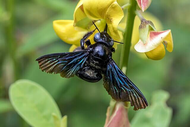 Insect pollinator interacting with tropical flower in natural habitat