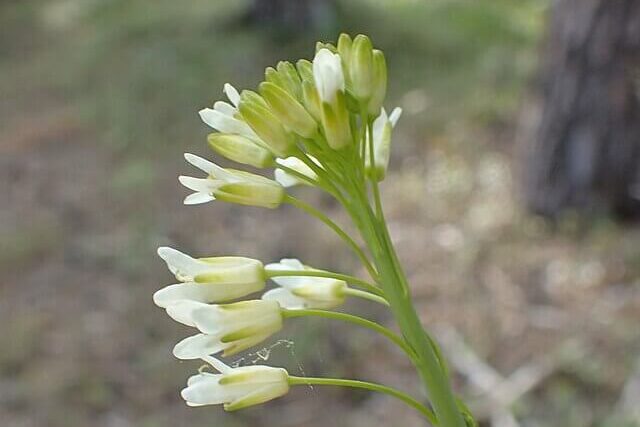Close-up of a yellow tower mustard flower showing delicate petals and pollen that attract bees and butterflies
