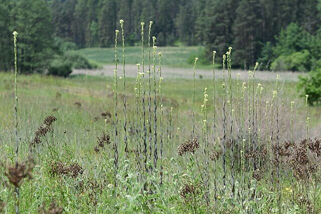 Tower mustard wildflowers growing in a grassy field in London, providing habitat for bees and pollinators
