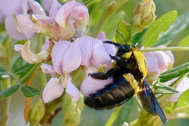 Bee on colourful tropical flower highlighting pollination in rainforest ecosystem