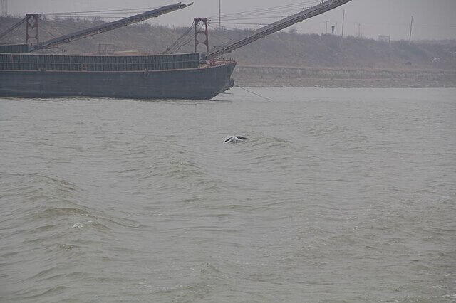 Yangtze finless porpoise swimming in the Yangtze River, an endangered freshwater species benefiting from conservation efforts