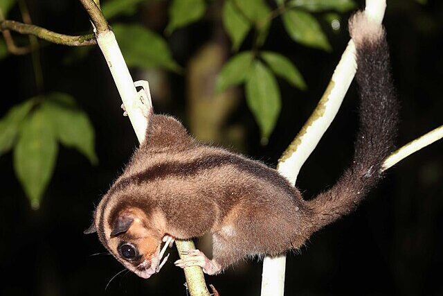 Pygmy long-fingered possum perched on a tree branch in rainforest, showing its unusually long fourth finger used to extract insect larvae from wood.