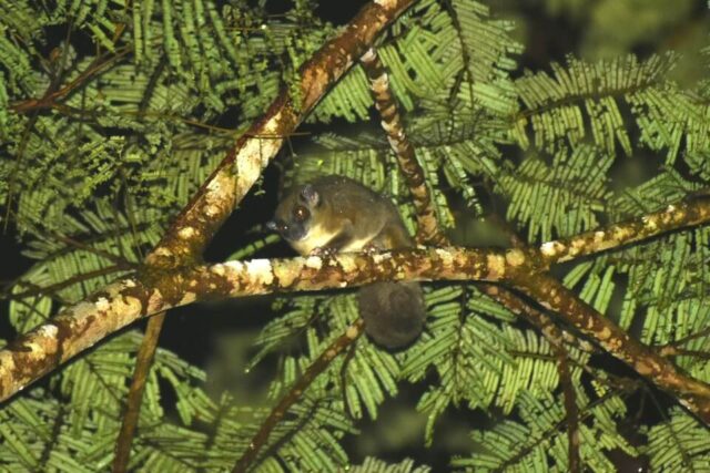 Ring-tailed glider (Tous ayamaruensis) clinging to a tree in dense rainforest, with unfurred ears and a long prehensile tail used for gripping branches.