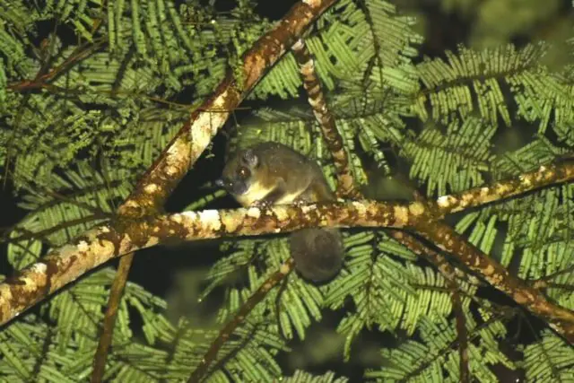 Ring-tailed glider (Tous ayamaruensis) clinging to a tree in dense rainforest, with unfurred ears and a long prehensile tail used for gripping branches.