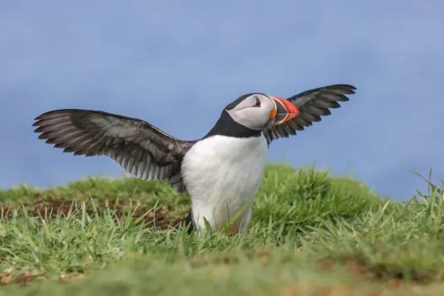 Atlantic puffin standing on coastal cliff with wings spread wide in UK seabird colony