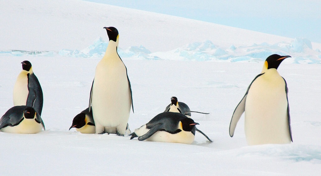 Adult emperor penguins and young chicks on coastal sea ice habitat in Antarctica
