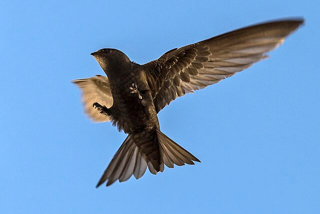 Common swift in flight against a blue summer sky