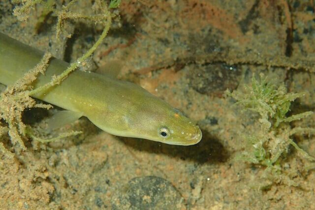 European eel swimming through freshwater river habitat in the UK