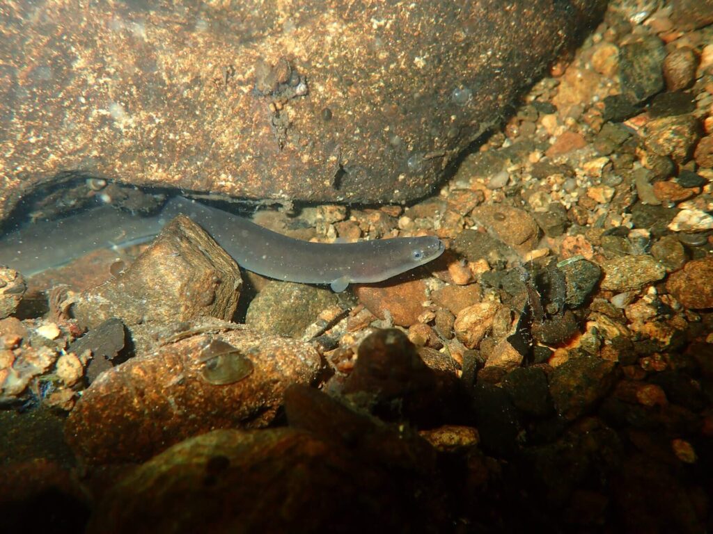 Close-up of a European eel (Anguilla anguilla) showing smooth, elongated body