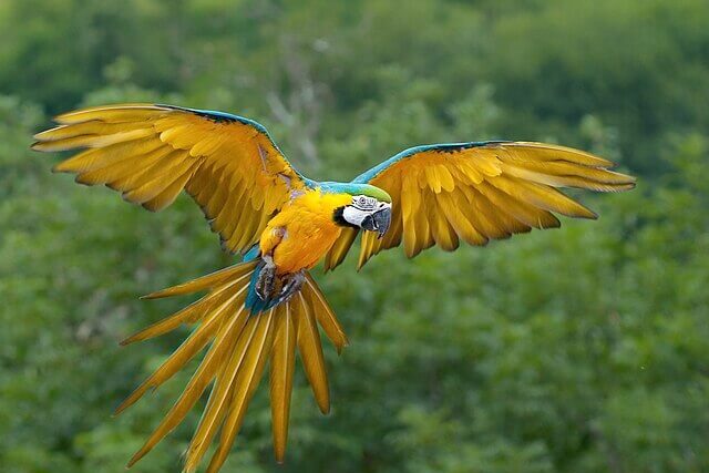 lue-and-yellow macaw flying above rainforest canopy in Rio de Janeiro, reintroduced species in Tijuca National Park