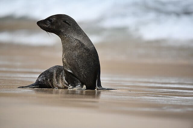 Juan Fernández fur seal resting on coastal rocks in Chile, a species once thought extinct that has made a remarkable recovery.