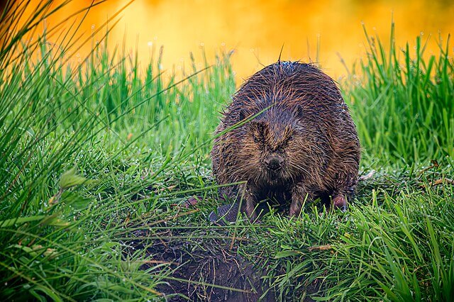 Eurasian beaver sitting on grassy riverbank at Southill Estate in Bedfordshire