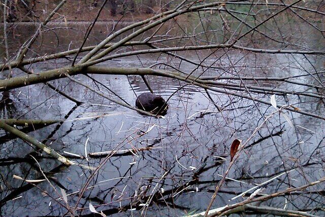 Eurasian beaver swimming in freshwater pond, showing natural wetland habitat behaviour