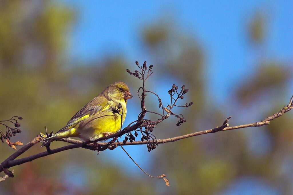 Close-up of a greenfinch in a UK garden during spring
