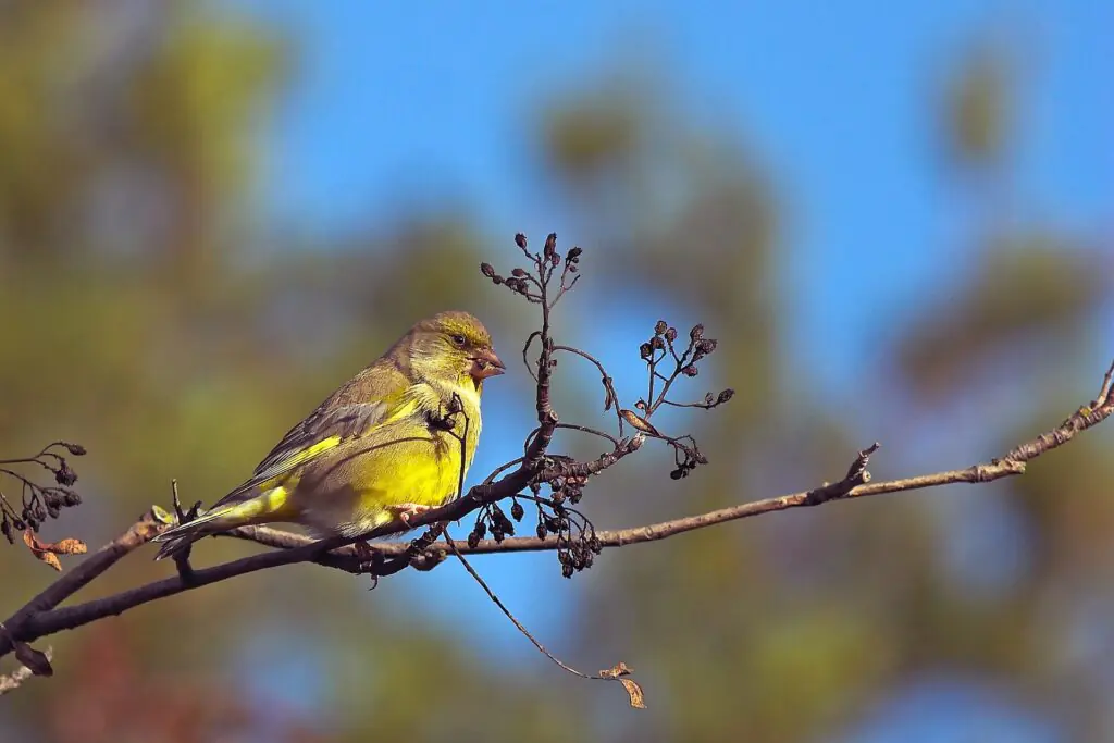 Close-up of a greenfinch in a UK garden during spring