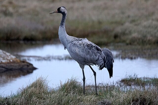 Common crane standing in wetland reeds at RSPB Lakenheath Fen in Suffolk, UK