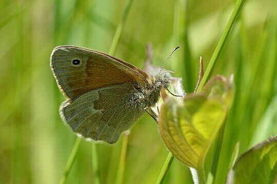 Large heath butterfly resting on peatland vegetation, an endangered species found in wet bog habitats in Wales