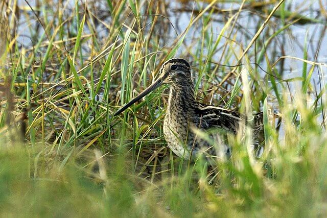 Common snipe standing in wet grassland habitat in the British countryside.