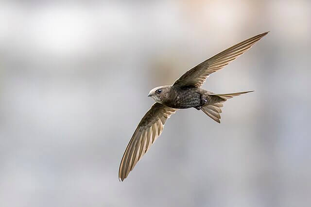 Common swift soaring high above rooftops in the UK
